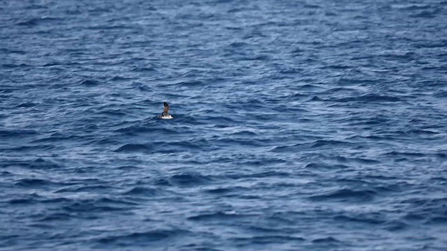 Great Shearwater - ML626139546