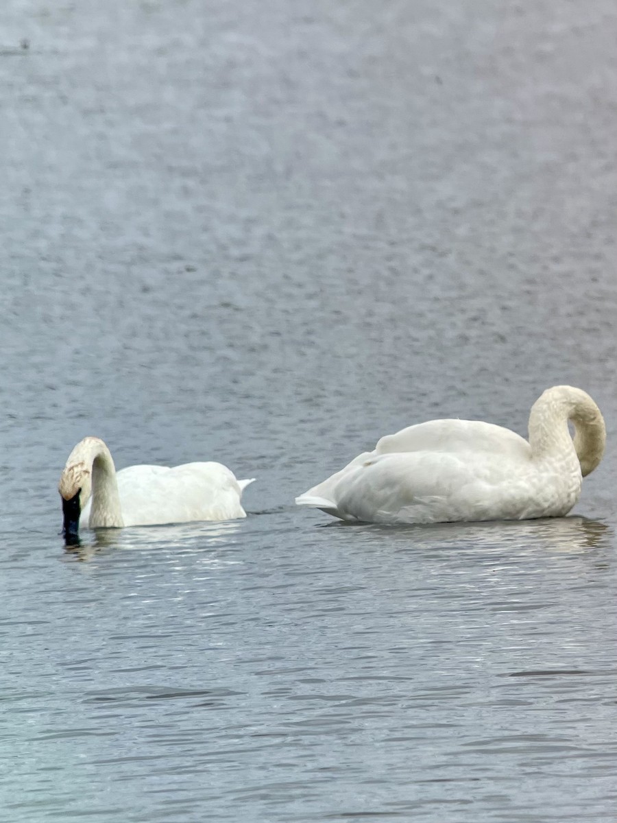 Trumpeter Swan - ML626139550