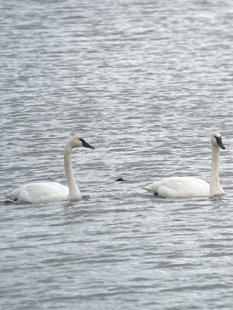 Trumpeter Swan - ML626139552