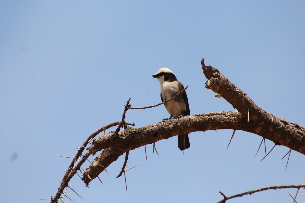 White-rumped Shrike - ML626139669