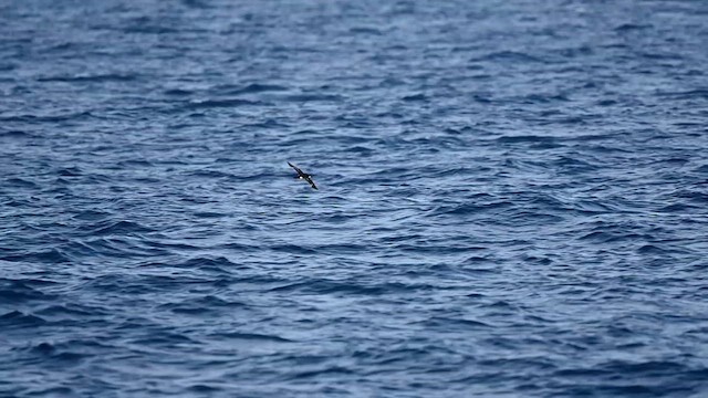 Sargasso Shearwater - ML626139680