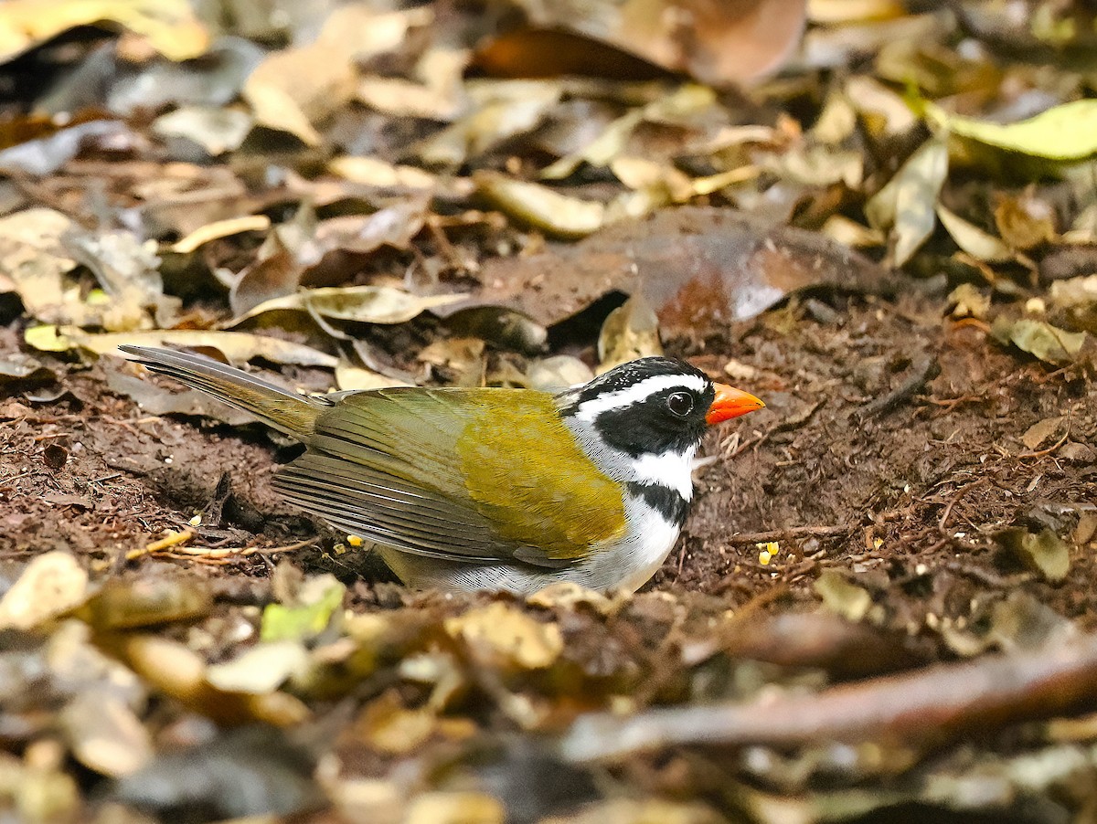 Orange-billed Sparrow - ML626139725