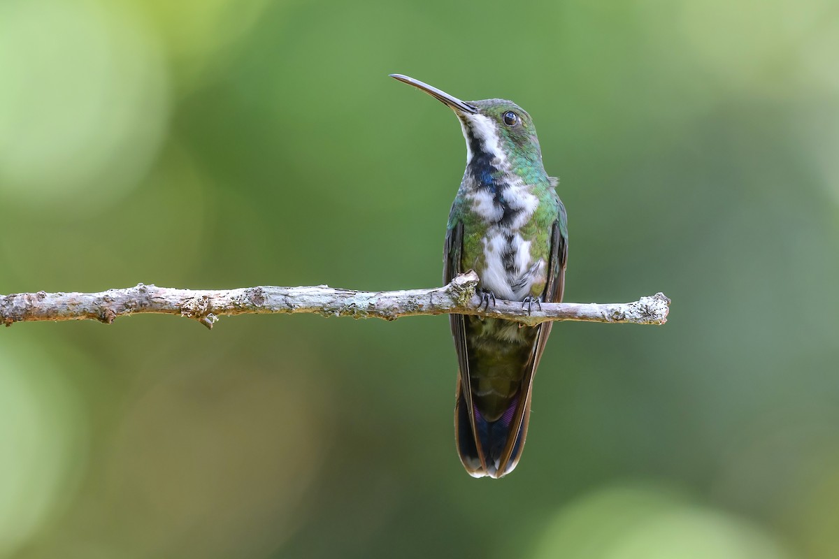 Black-throated Mango - ML626139805