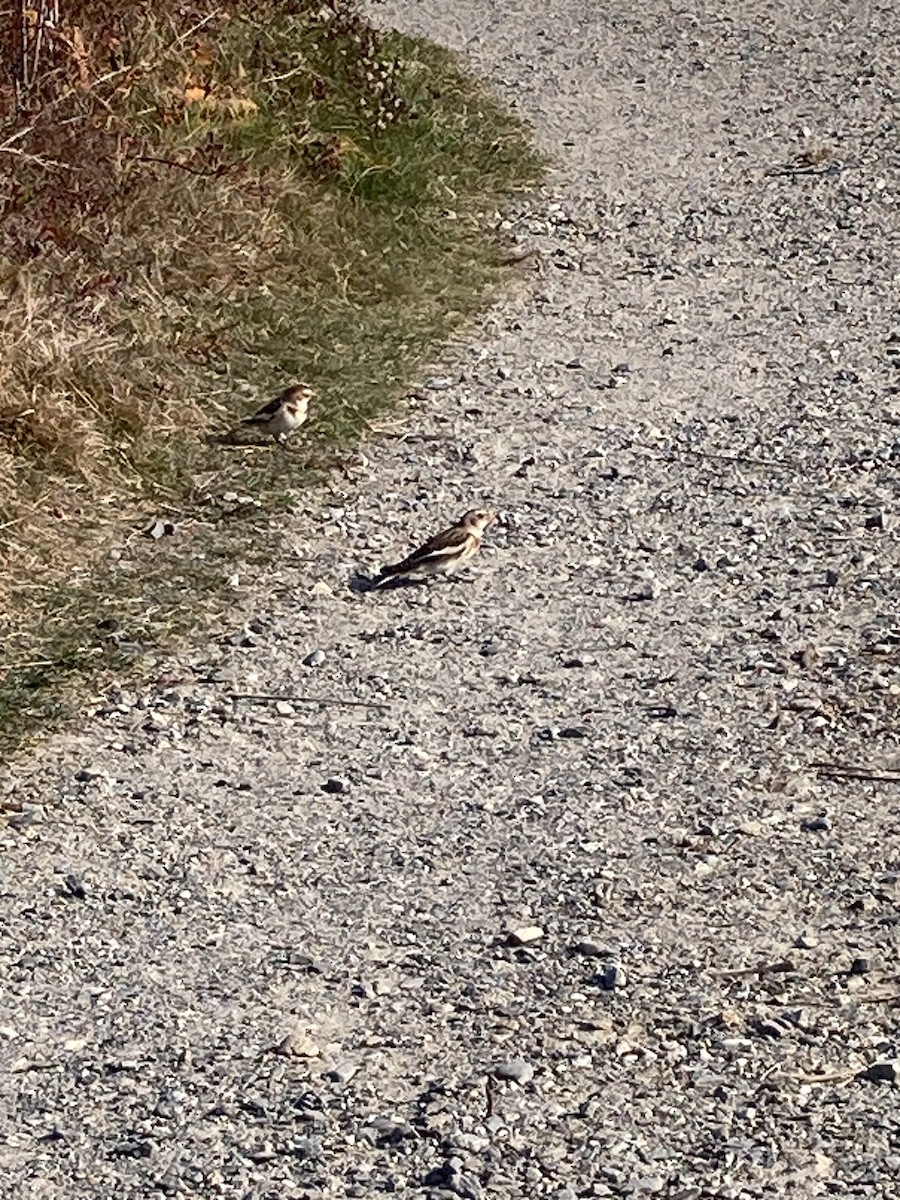 ユキホオジロ - ML626139854