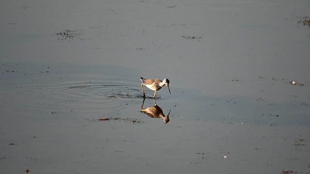 Greater Yellowlegs - ML626139861