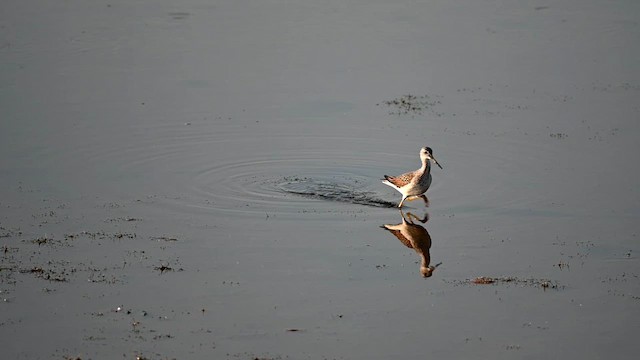 Greater Yellowlegs - ML626139890
