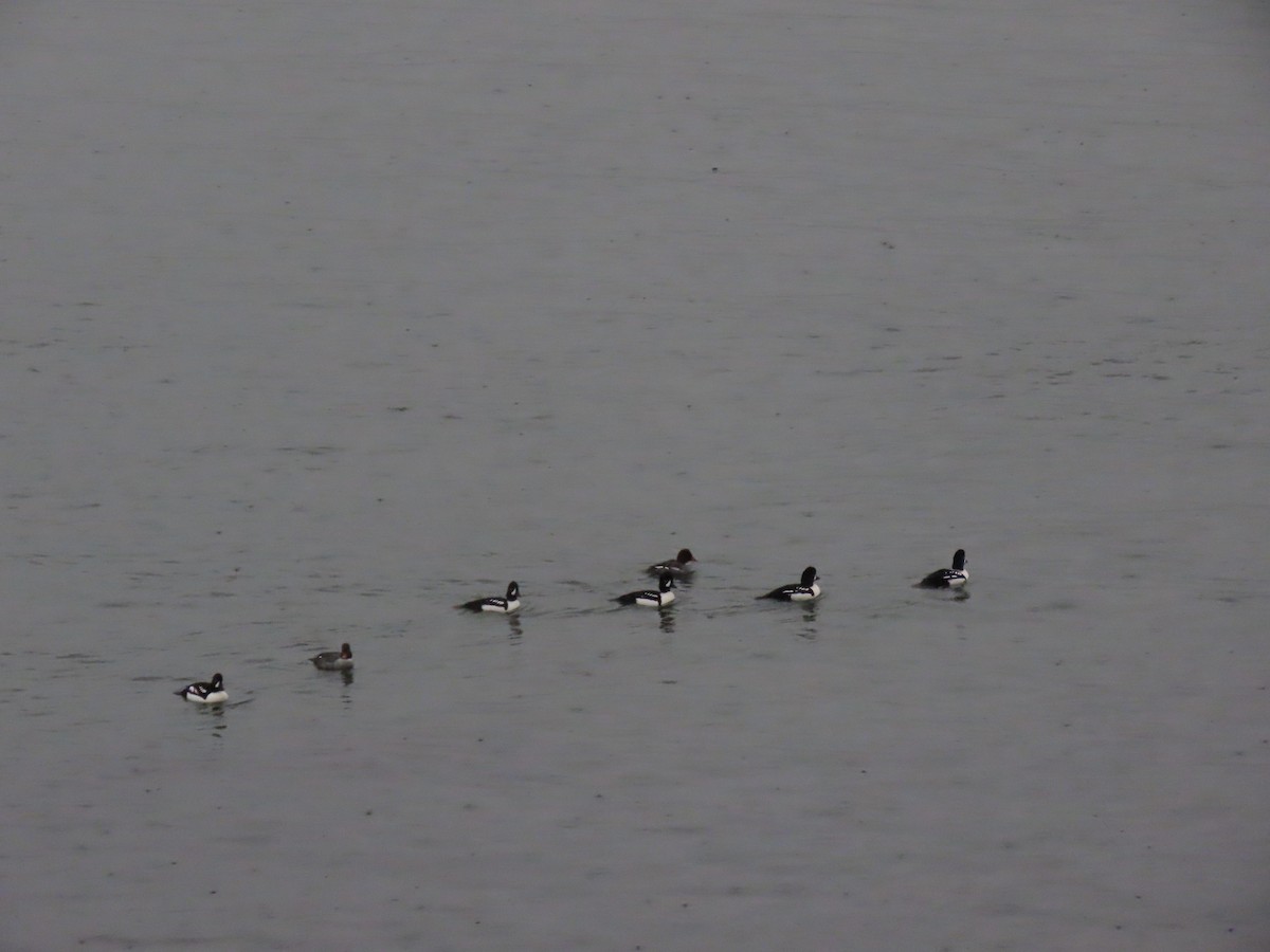 Barrow's Goldeneye - ML626140046