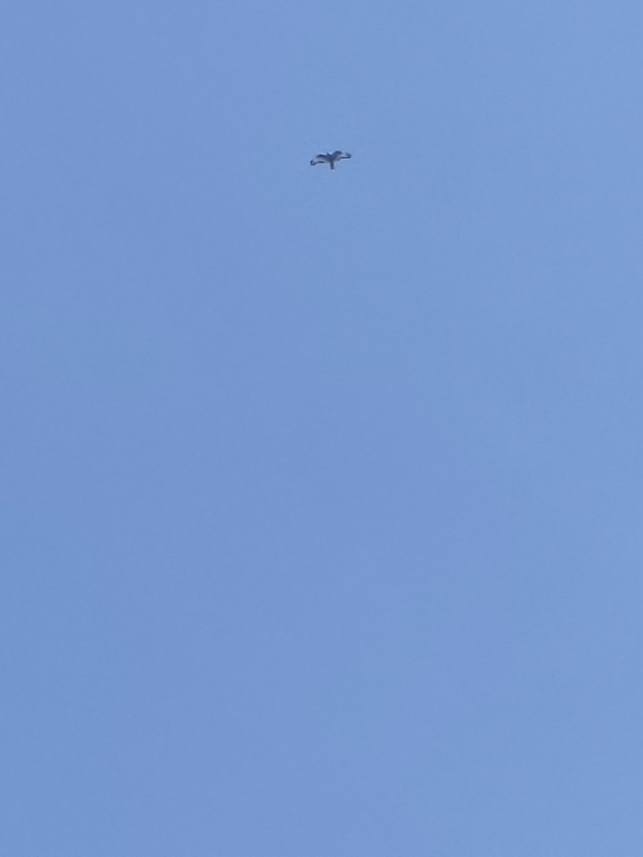 Zone-tailed Hawk - ML626140142