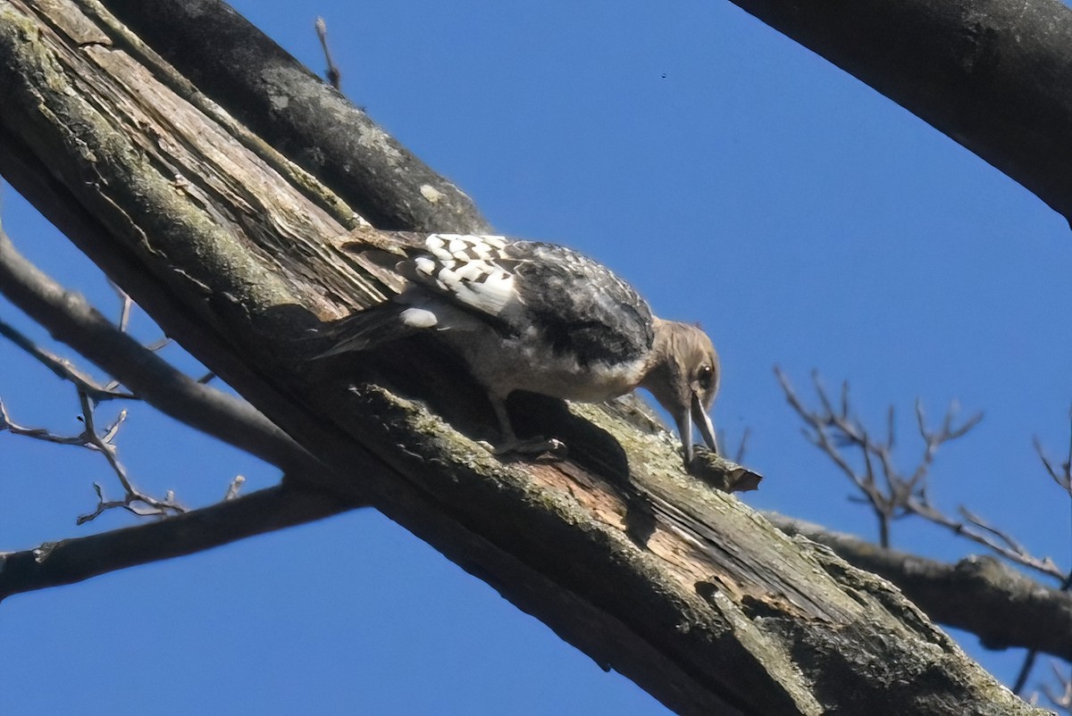 Red-headed Woodpecker - ML626140152