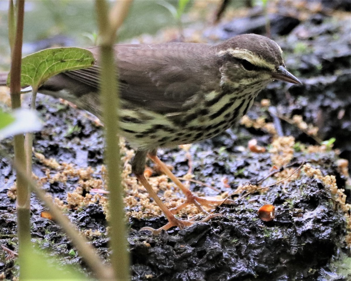 Northern Waterthrush - ML626140248