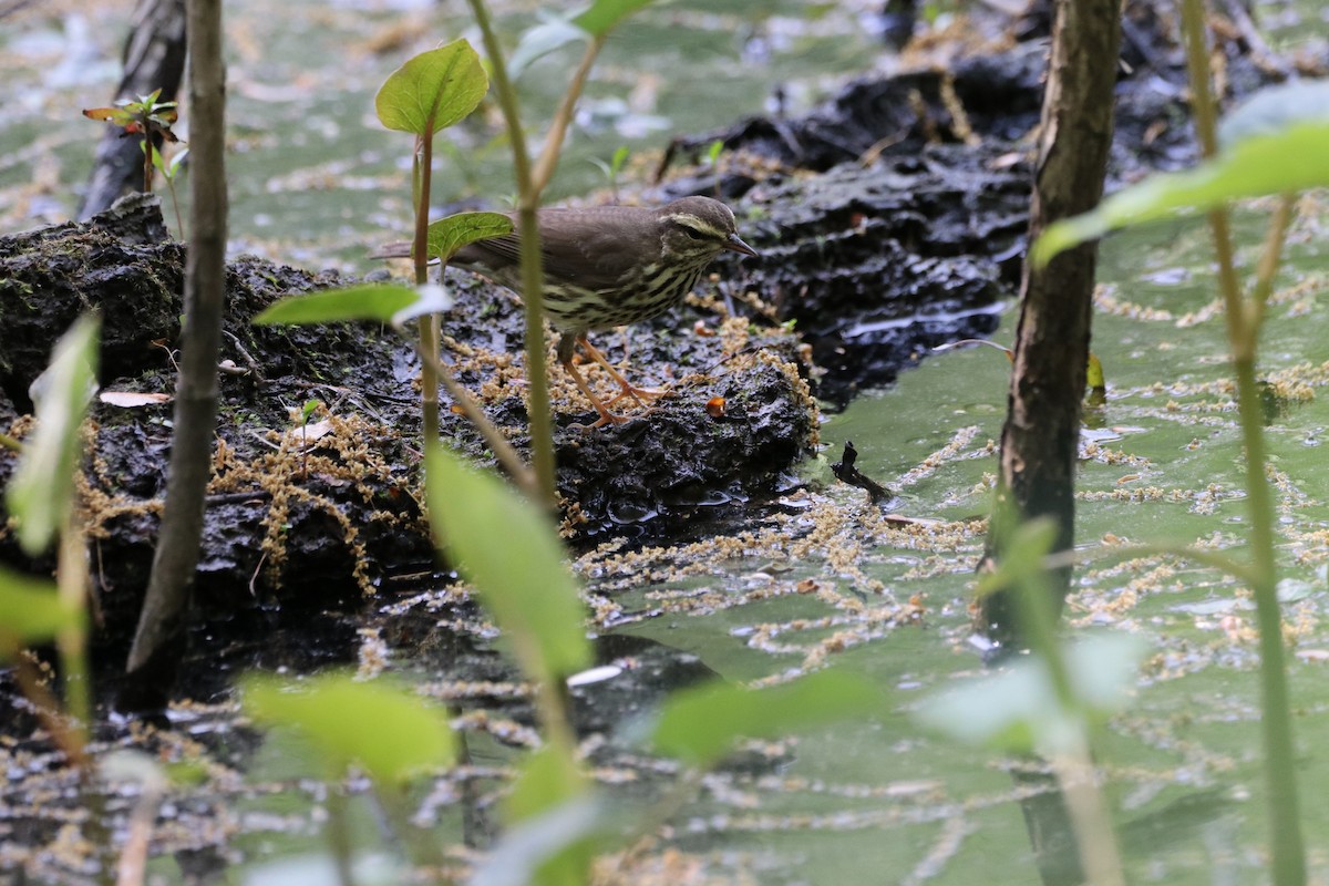 Northern Waterthrush - ML626140255