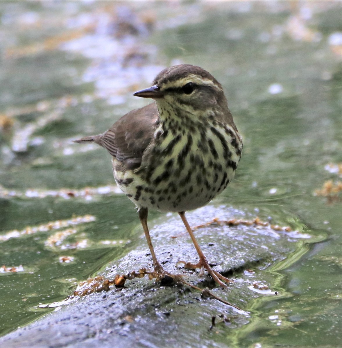 Northern Waterthrush - ML626140266