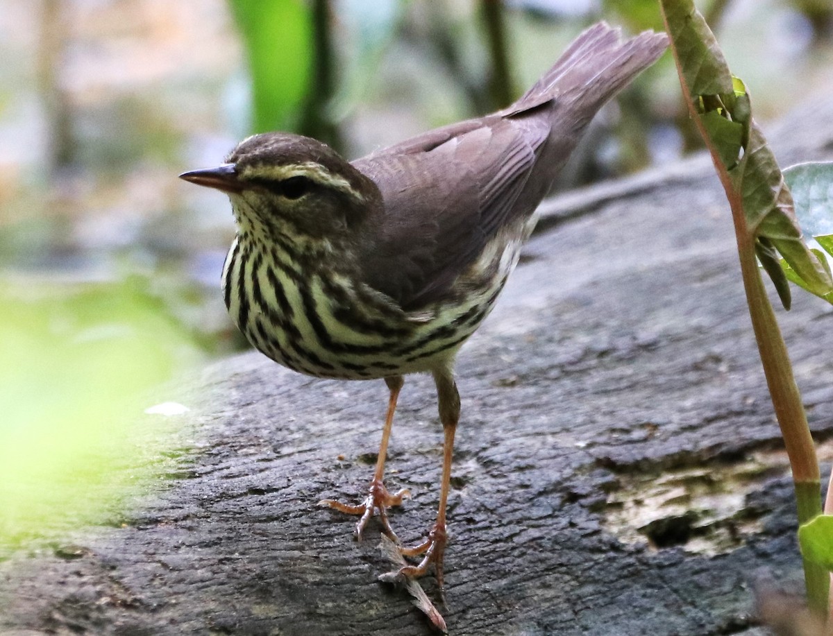 Northern Waterthrush - ML626140278