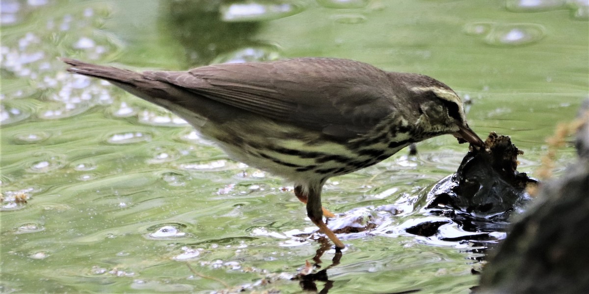 Northern Waterthrush - ML626140285