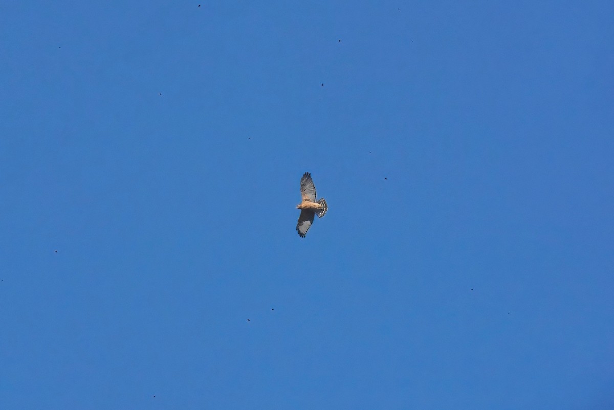 Red-shouldered Hawk - ML626140303