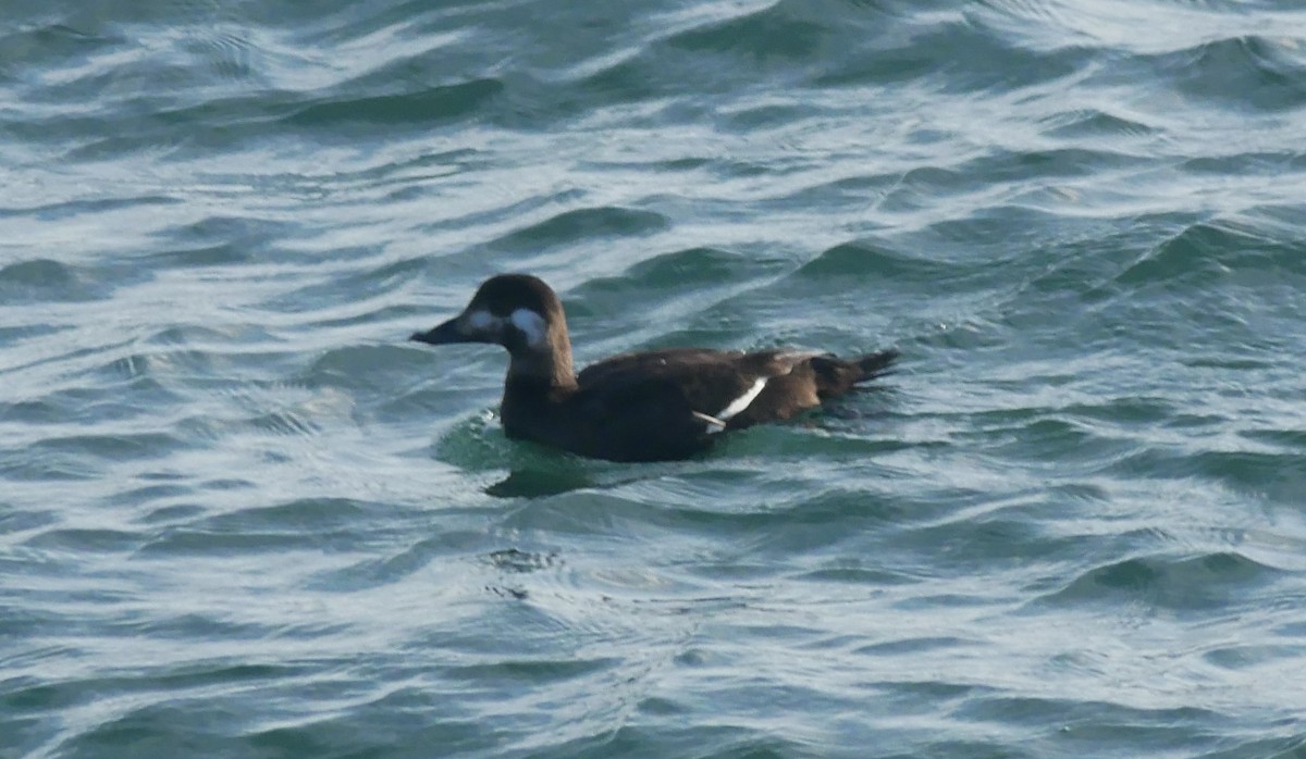 White-winged Scoter - ML626140610