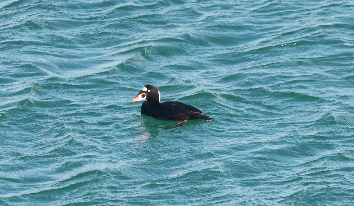 Surf Scoter - ML626140631