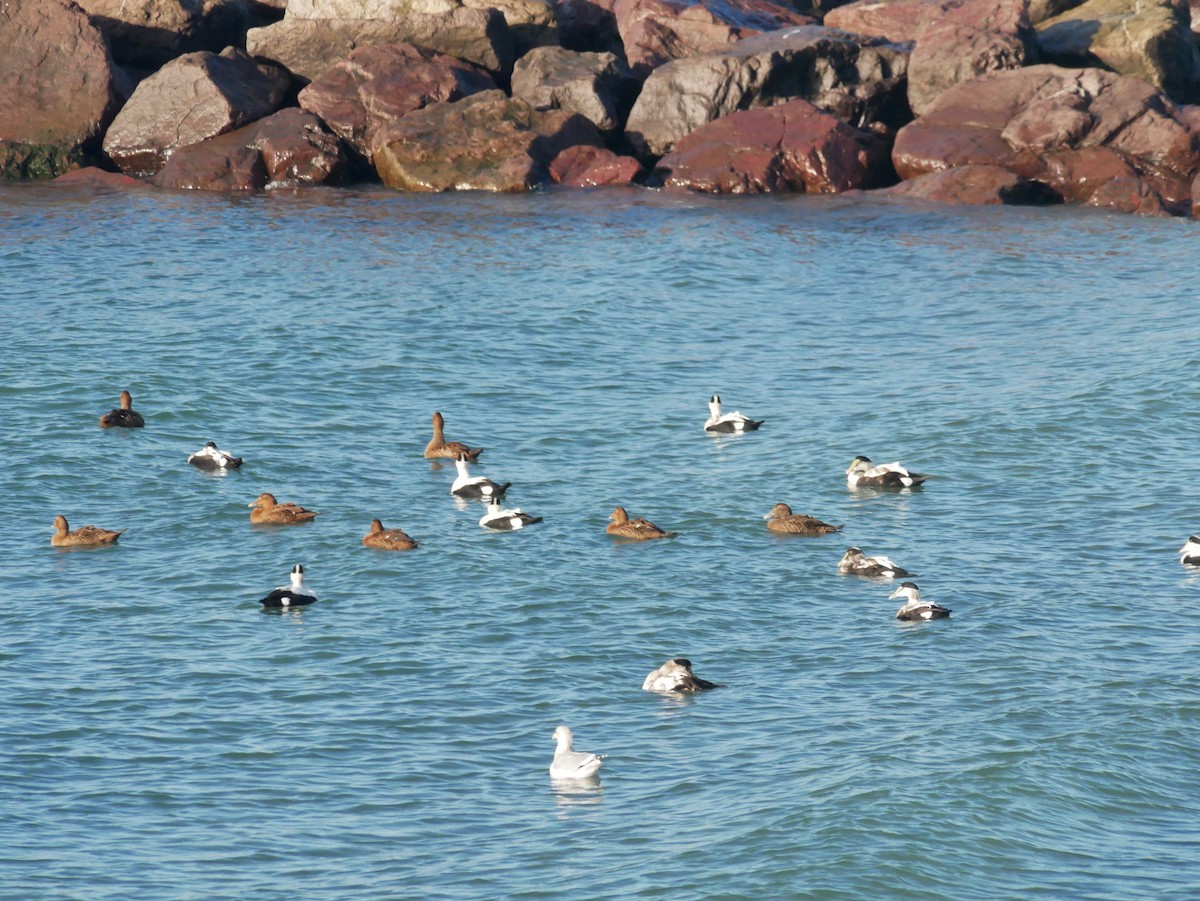 Common Eider - ML626140640