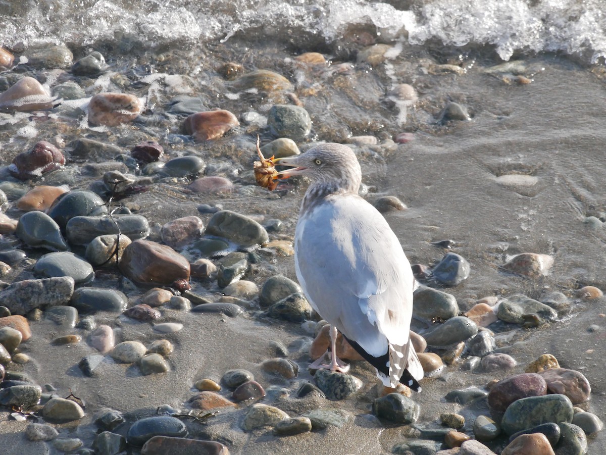 American Herring Gull - ML626140649