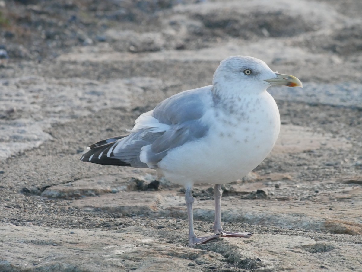 American Herring Gull - ML626140651