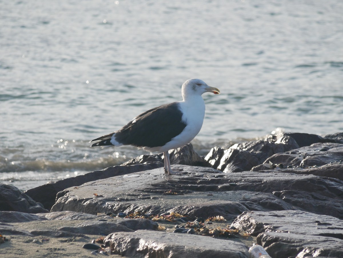 Great Black-backed Gull - ML626140653