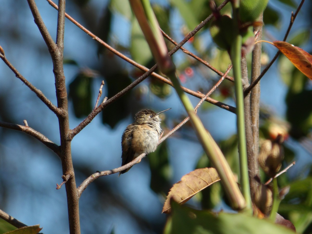 Rufous/Allen's Hummingbird - ML626140816