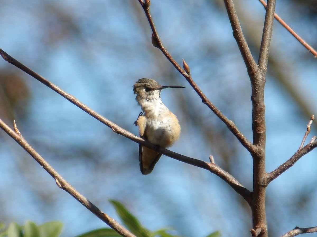 Rufous/Allen's Hummingbird - ML626140862