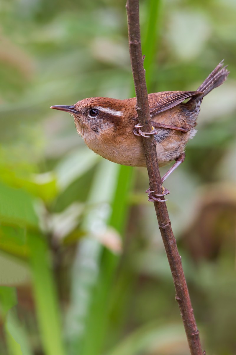 Mountain Wren - ML626140893