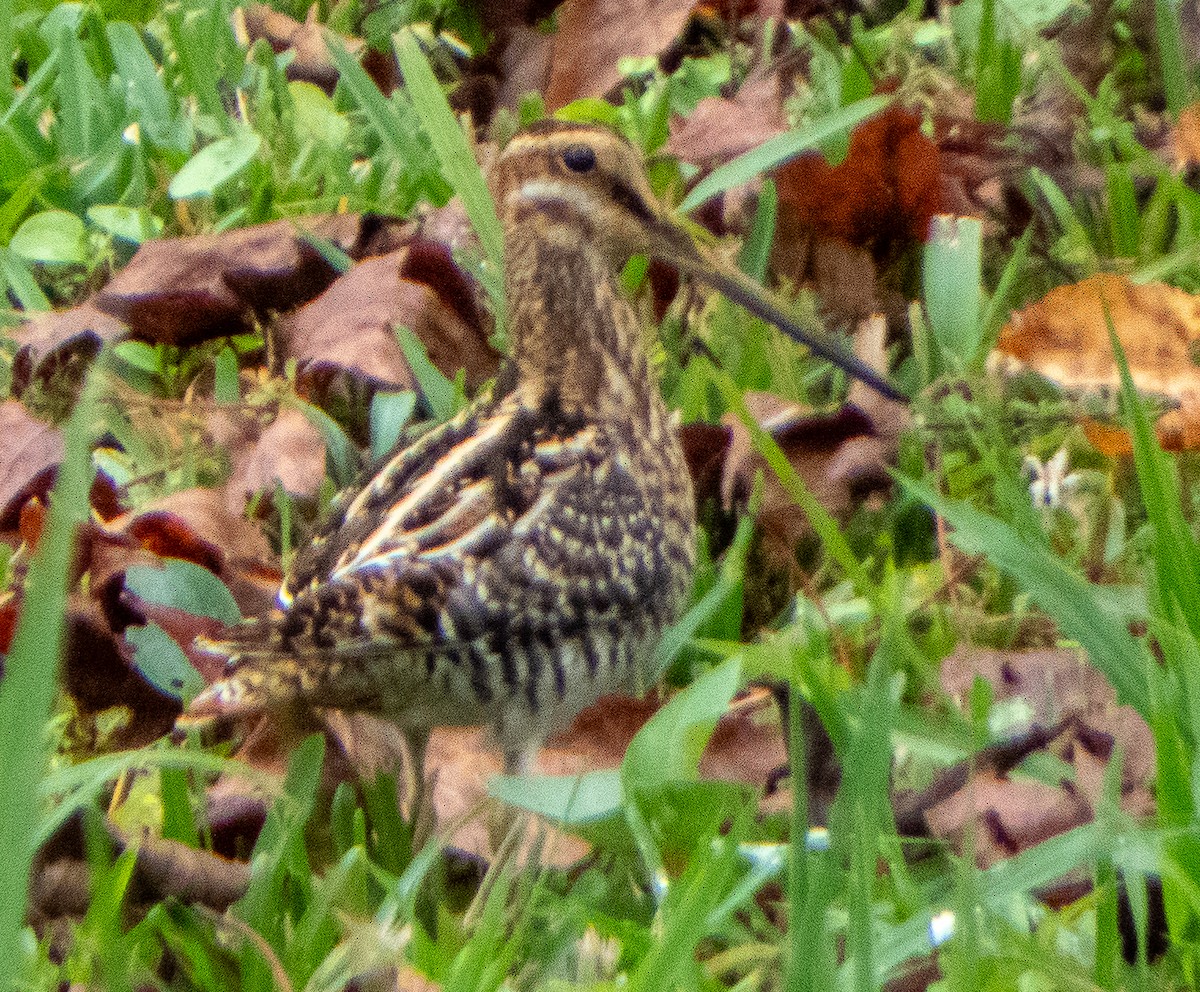 Wilson's Snipe - ML626141204