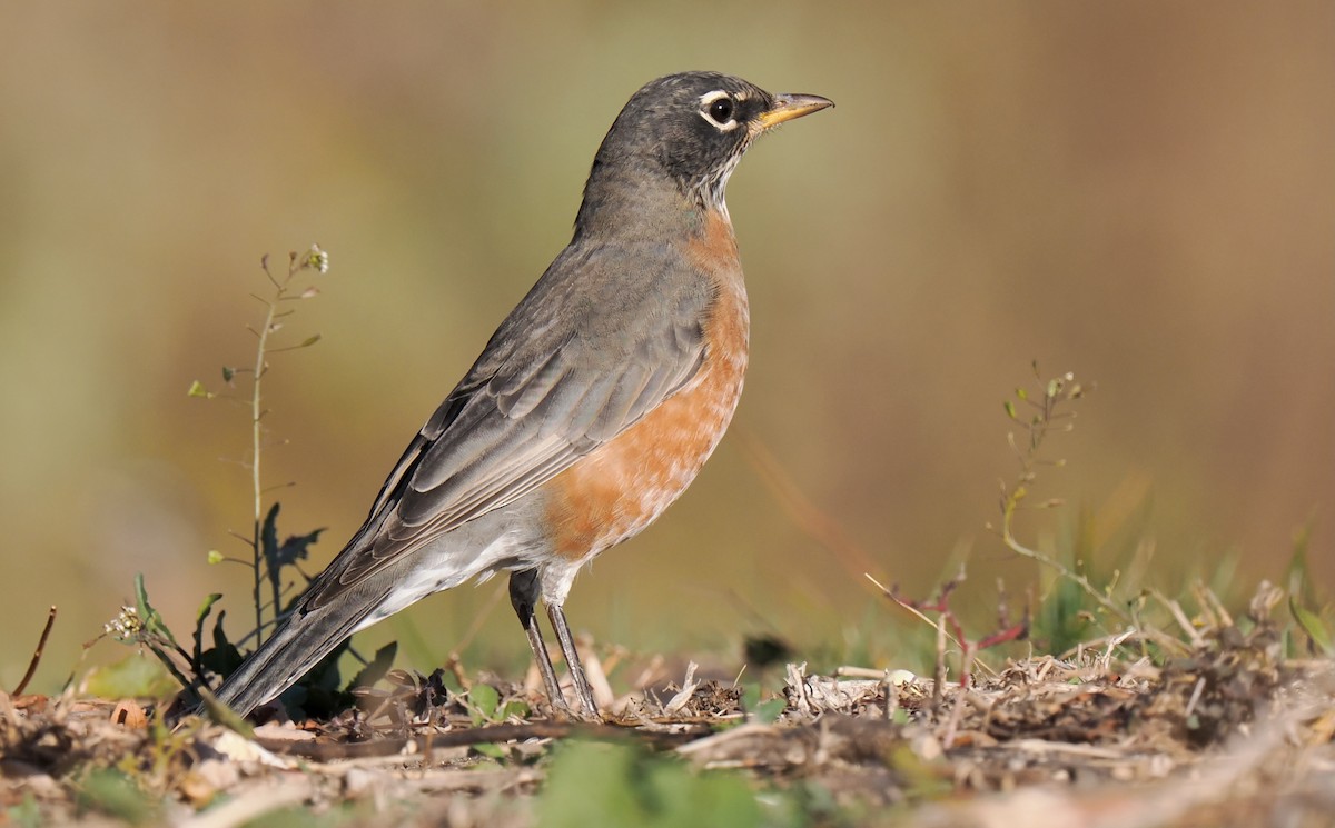 American Robin - ML626141468
