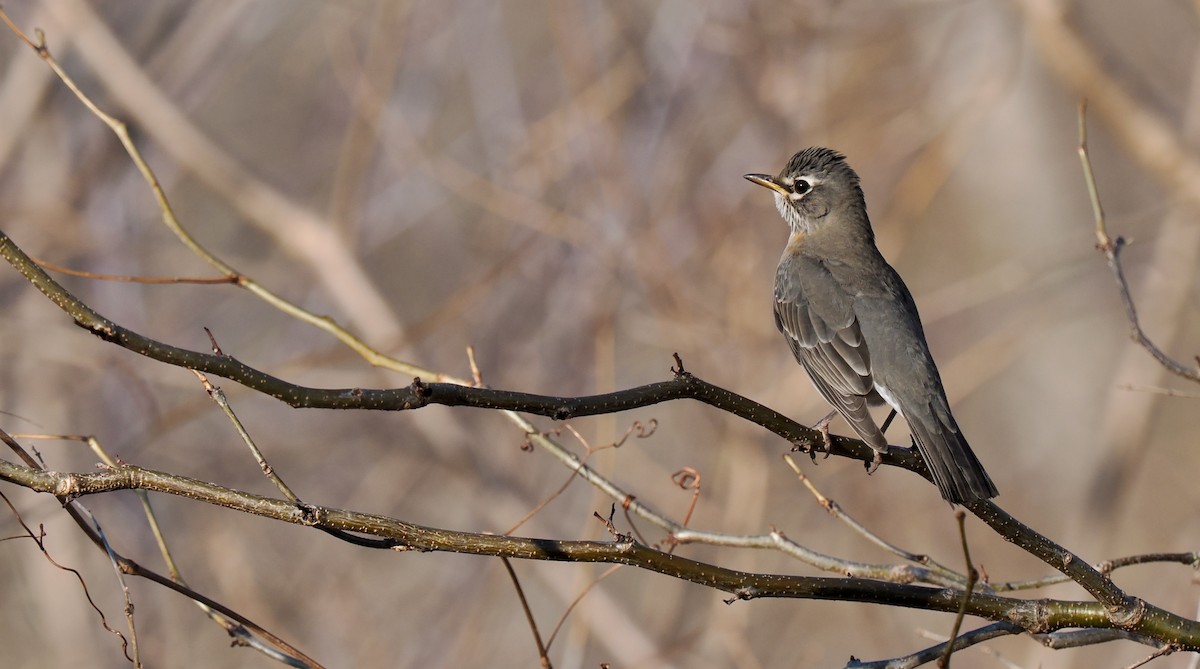 American Robin - ML626141469