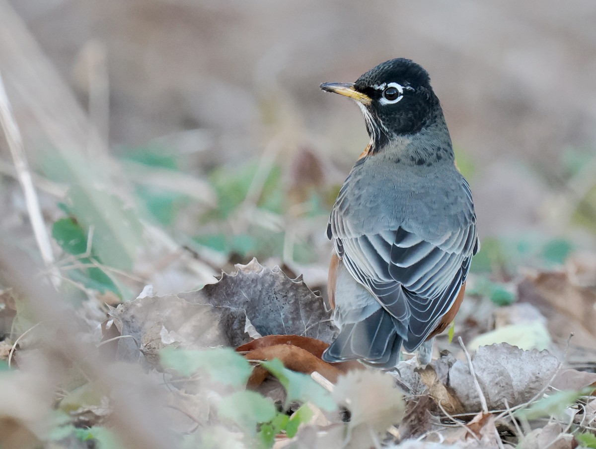 American Robin - ML626141470