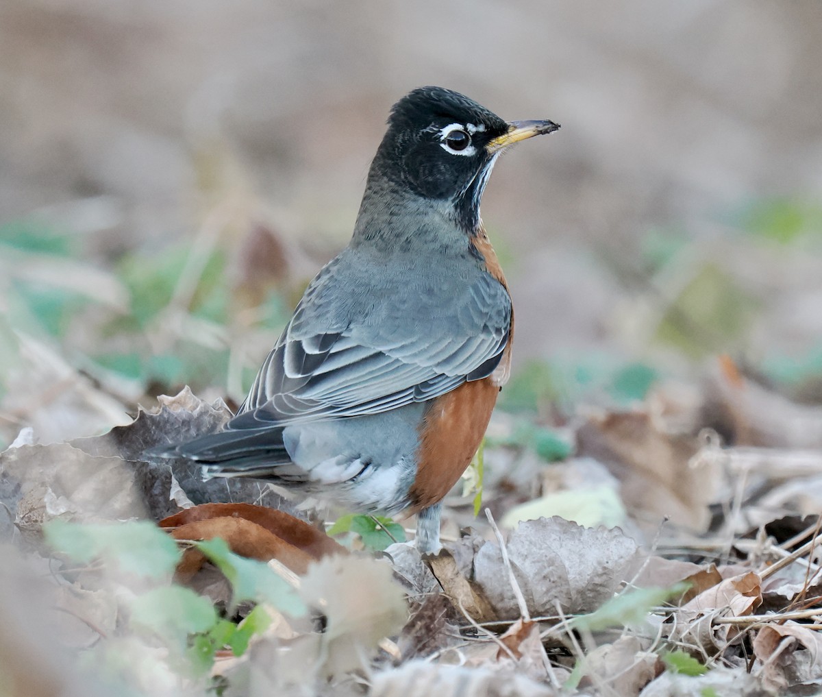 American Robin - ML626141471