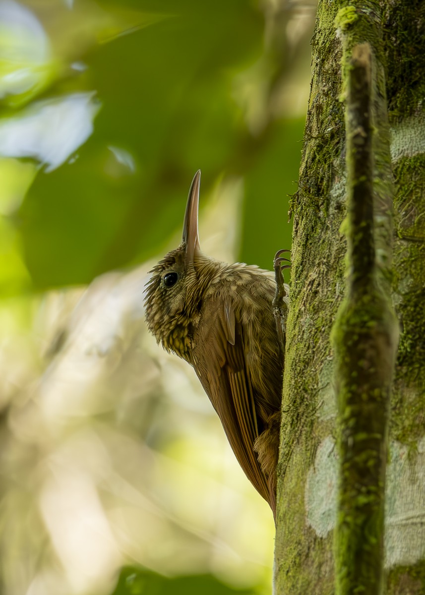 Ceara Woodcreeper - ML626141484