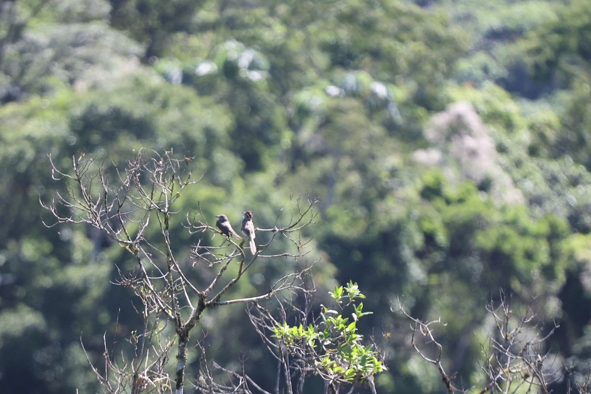 Striped Cuckoo - ML626141686