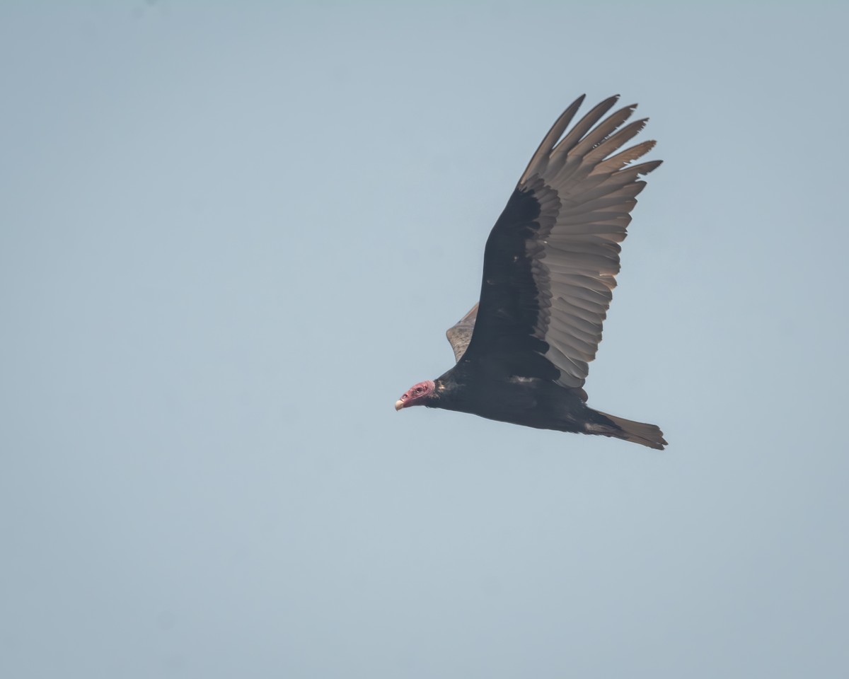 Turkey Vulture - ML626141813