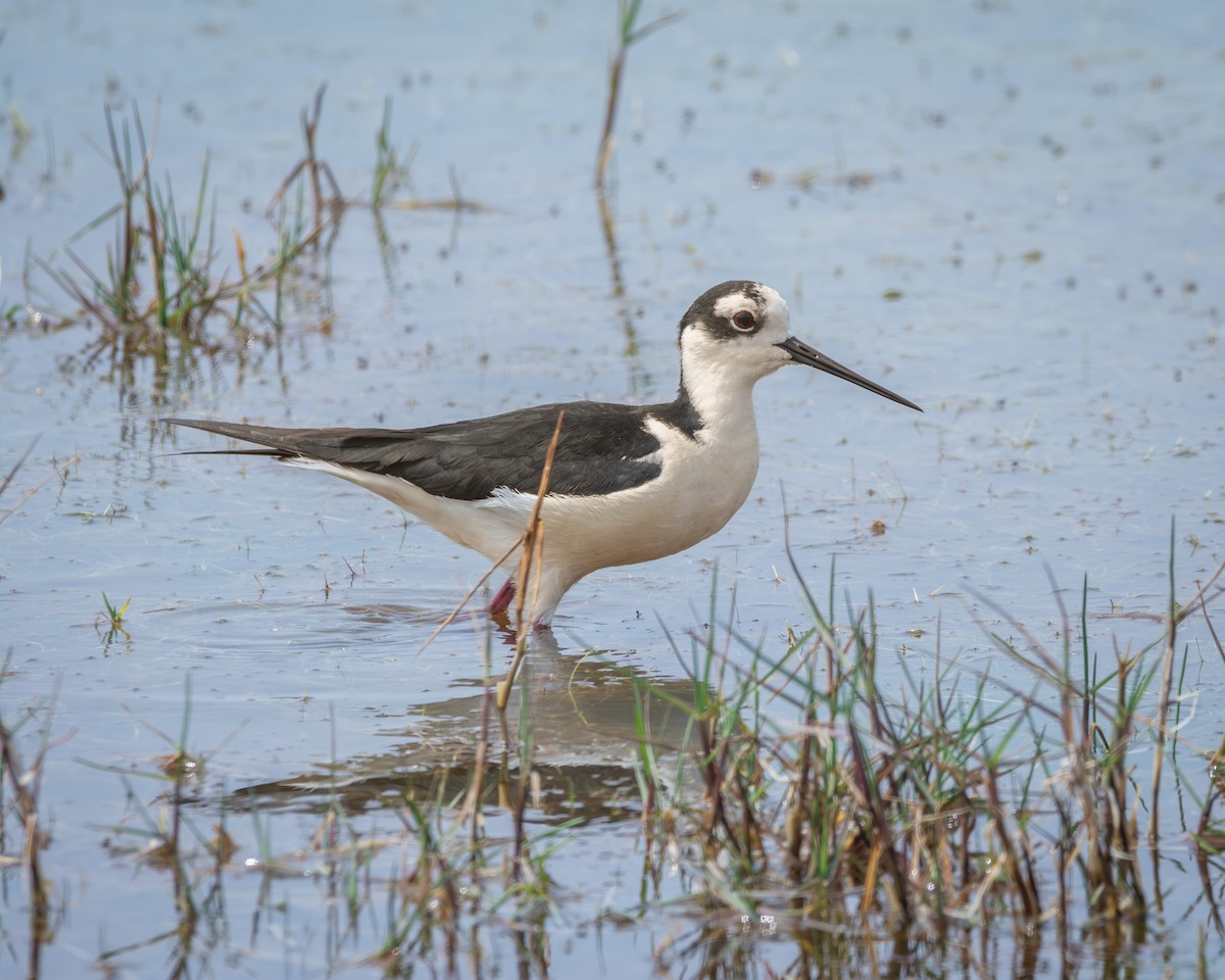 Black-necked Stilt - ML626141830