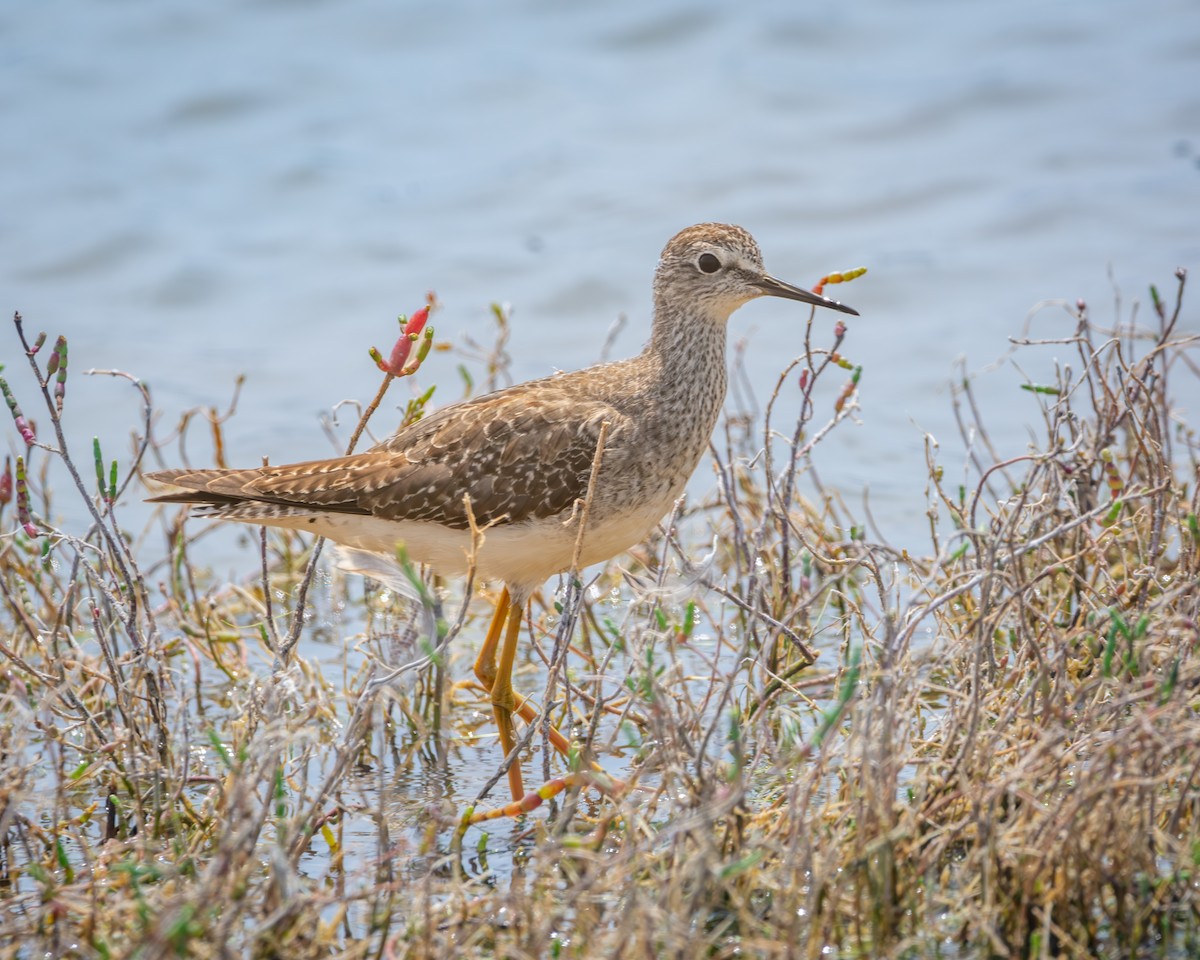 Lesser Yellowlegs - ML626141852
