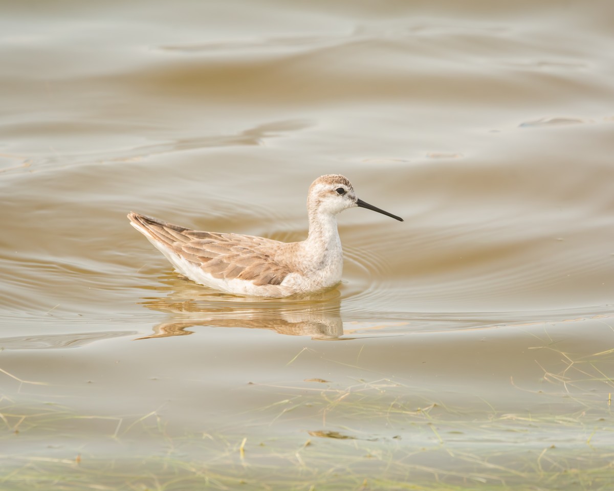 Wilson's Phalarope - ML626141978