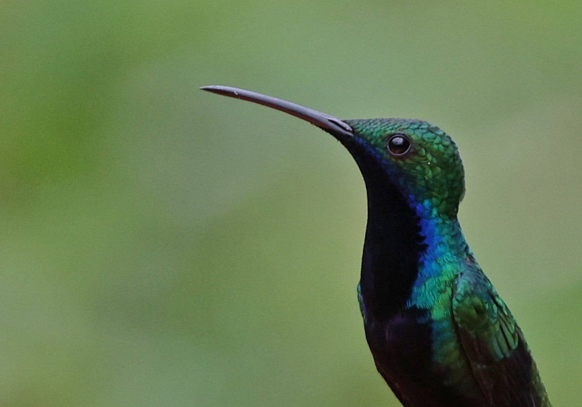 Black-throated Mango - ML626142017