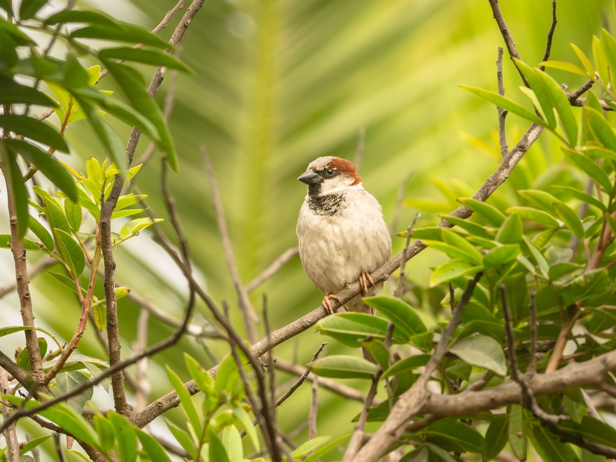 Оронгийн бор шувуу - ML626142046