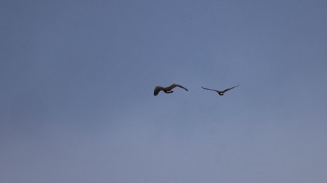 Oie rieuse - ML626142101