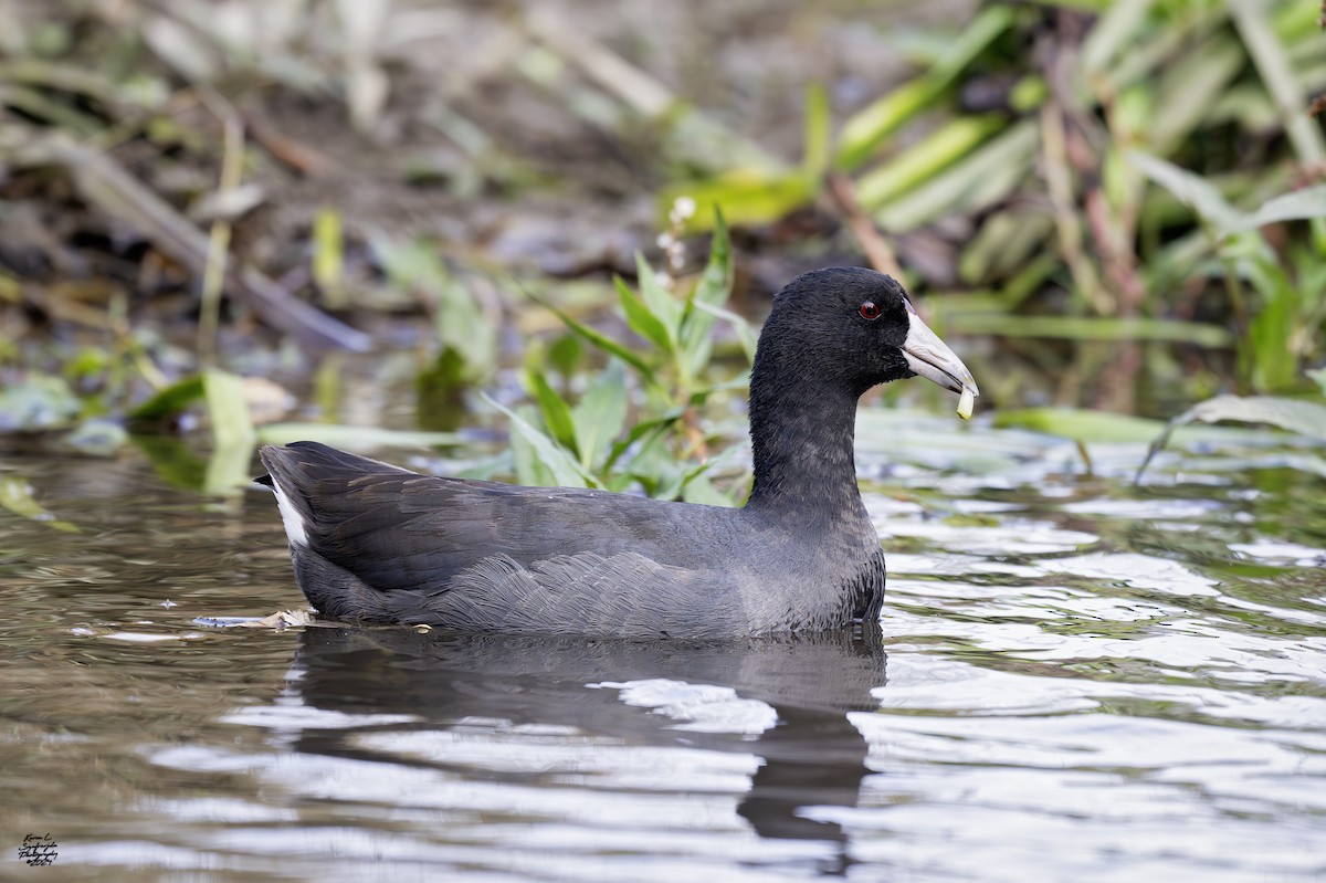 American Coot - ML626142367