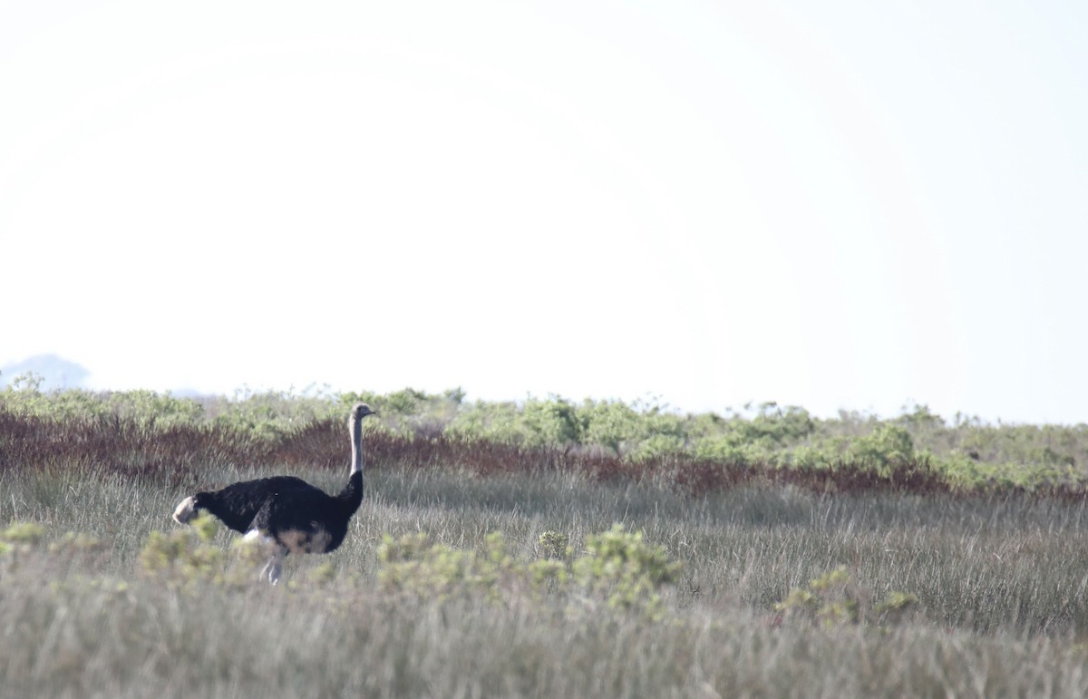 Common Ostrich - ML626142492