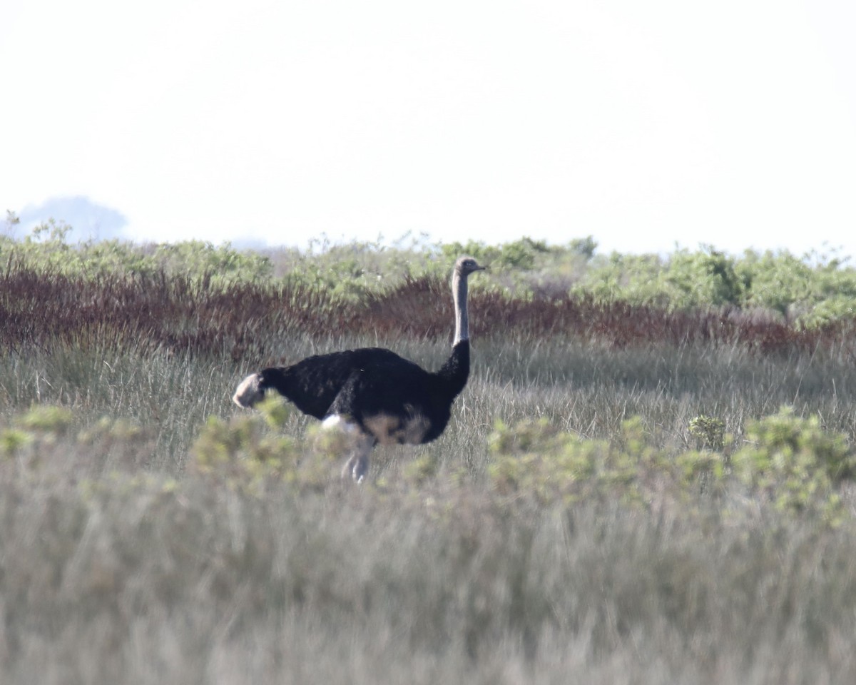 Common Ostrich - ML626142493