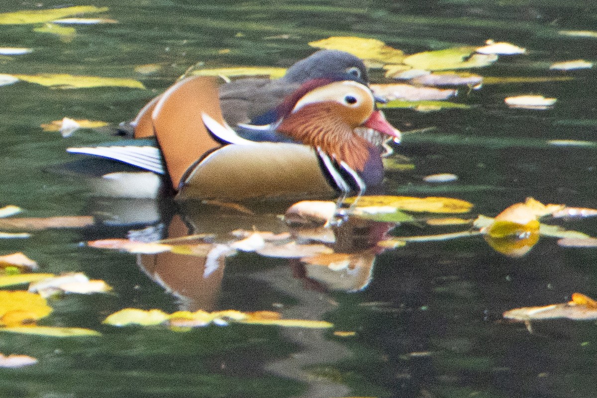 Mandarin Duck - ML626142661
