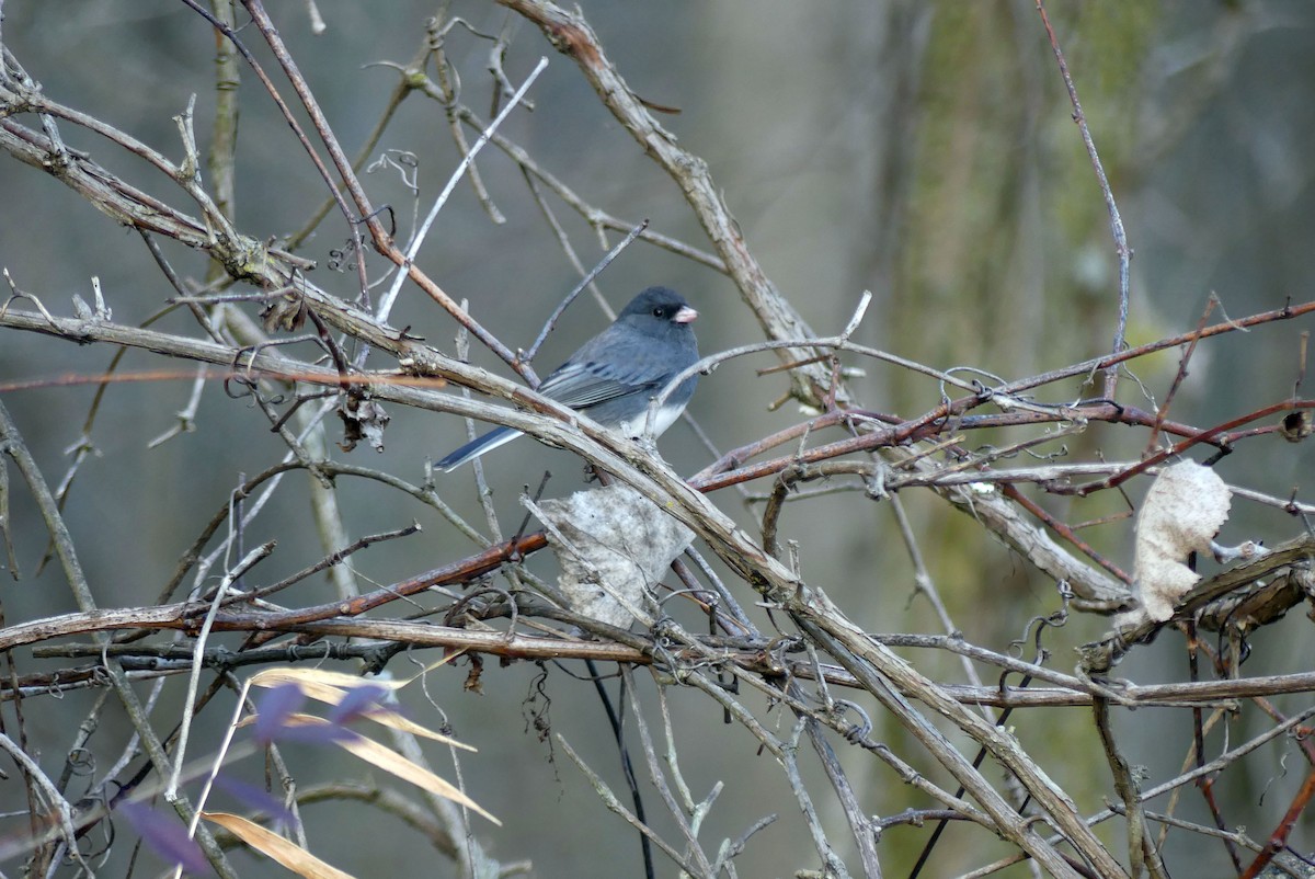 Dark-eyed Junco - ML626142873