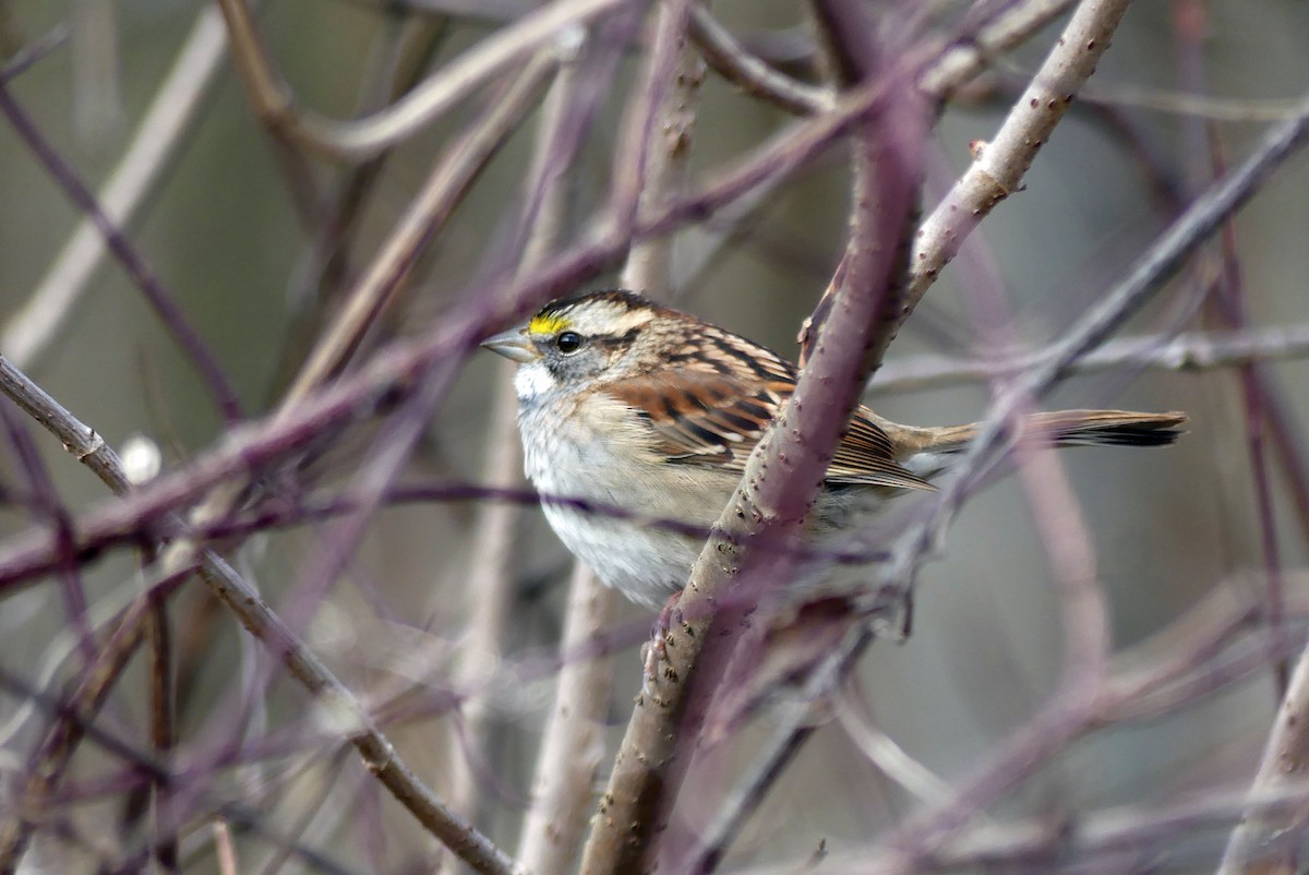 White-throated Sparrow - ML626142885