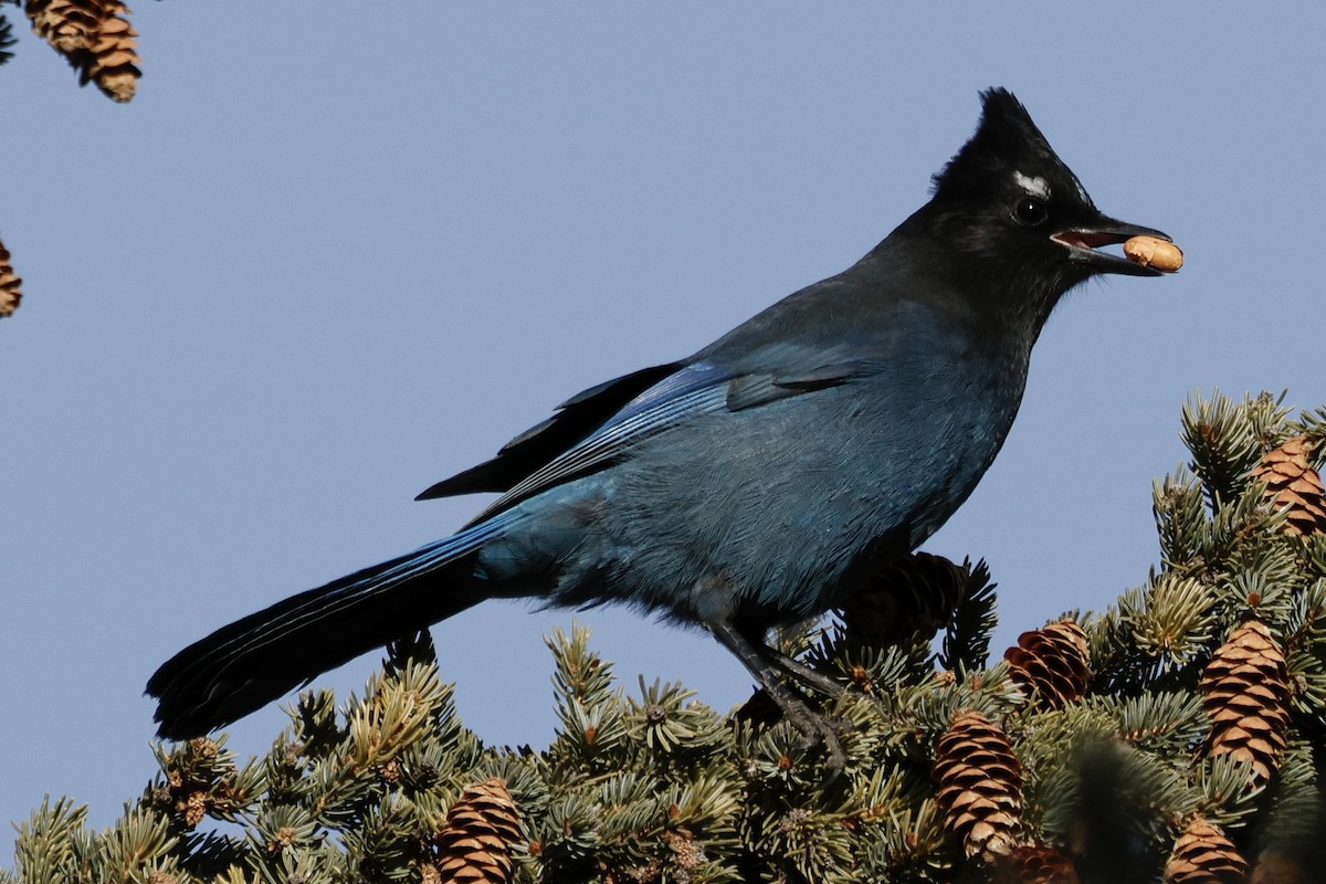 Steller's Jay - ML626142952
