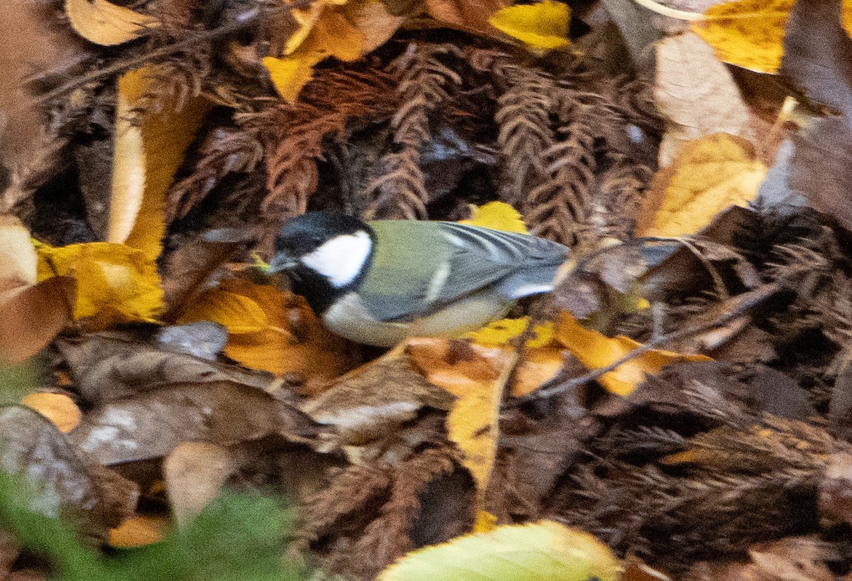Asian Tit (Japanese) - ML626142953